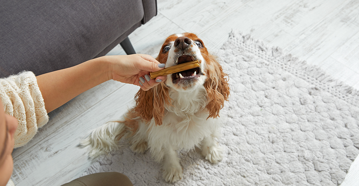 dog getting a chew stick