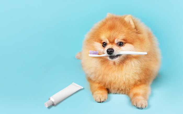 pomeranian with toothbrush in mouth next to toothpaste