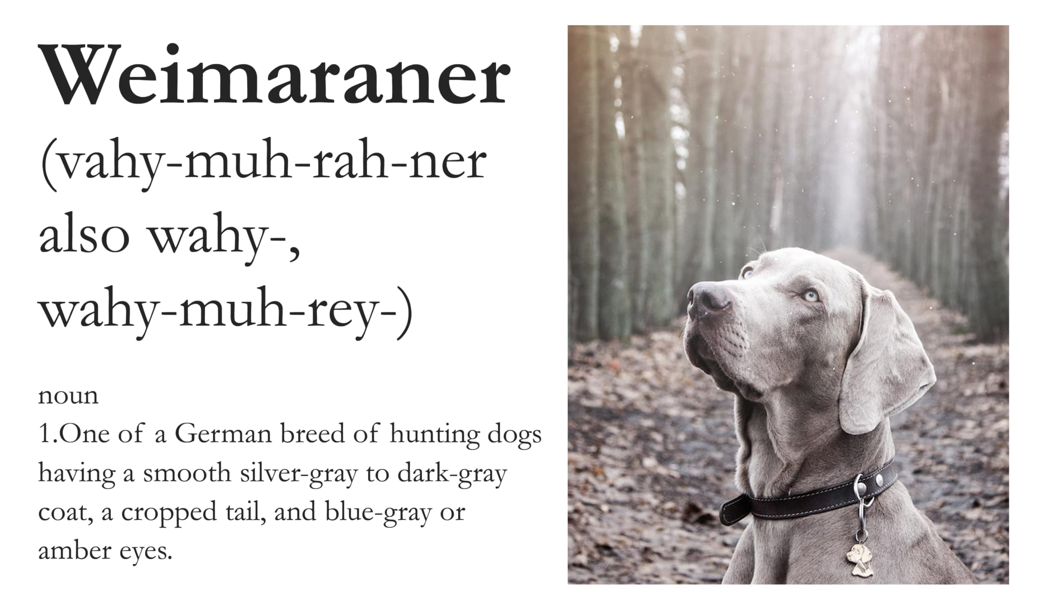 wemaraner dog definition