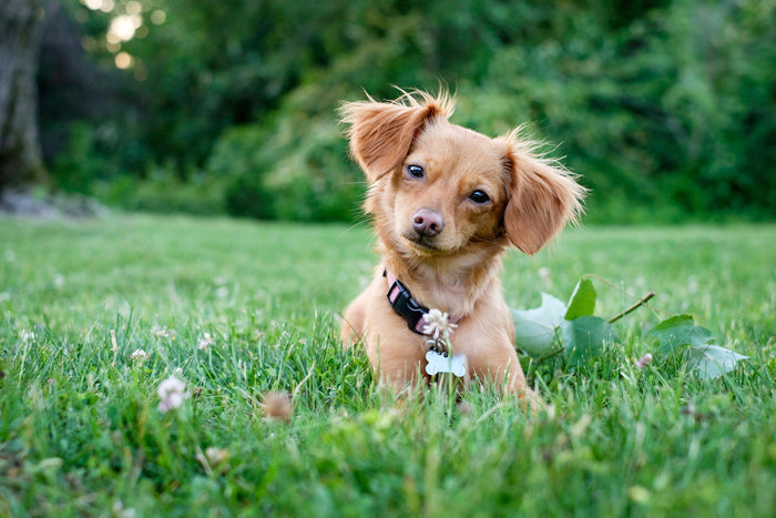 chihuahua in grass