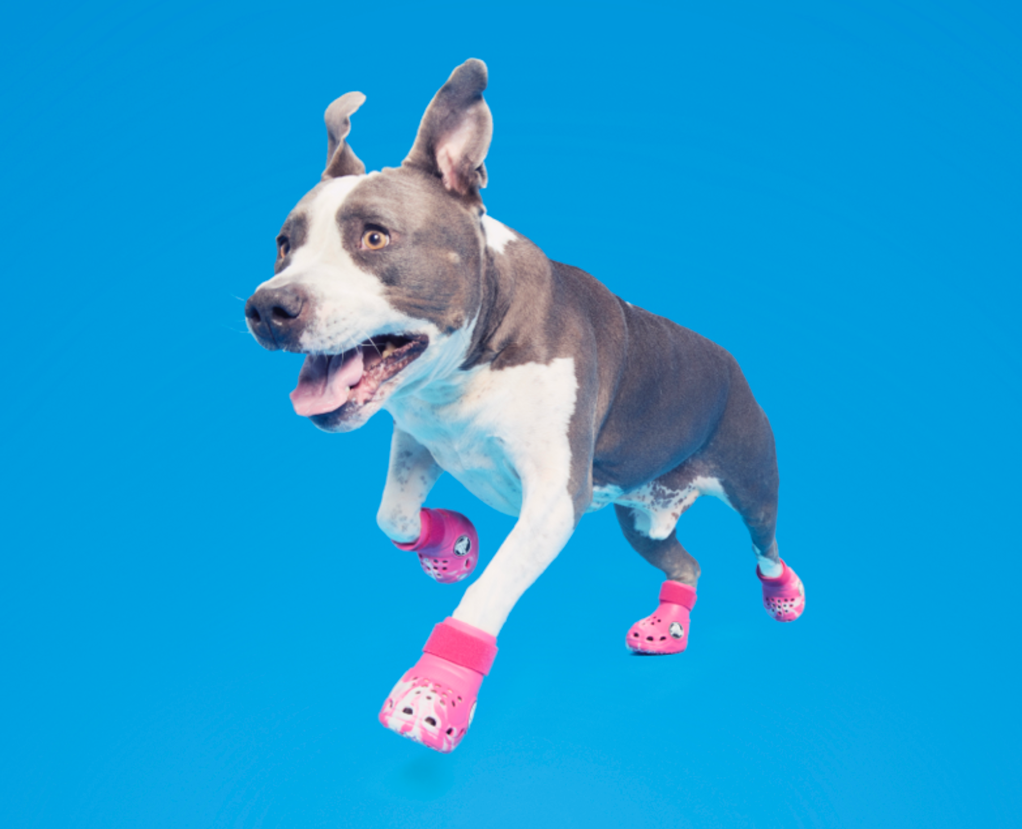 dog wearing pink crocs
