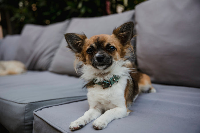 chihuahua on couch