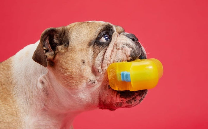 bulldog with squeaker toy in mouth