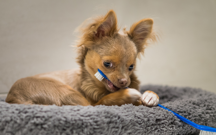 dog with toothbrush
