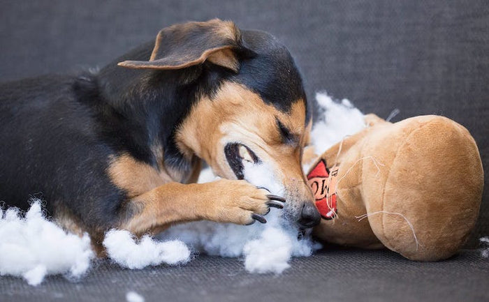 dog destroying toy