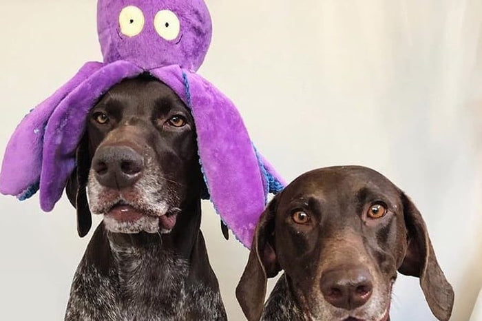 german pointers