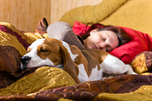dog cuddling its human