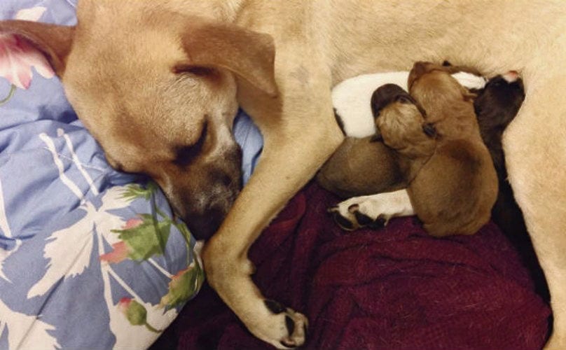 mamma dog with puppies nursing