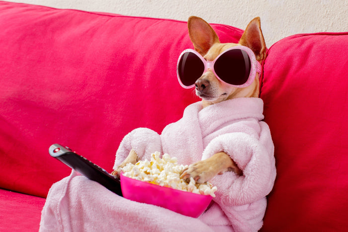 chihuahua watching a movie