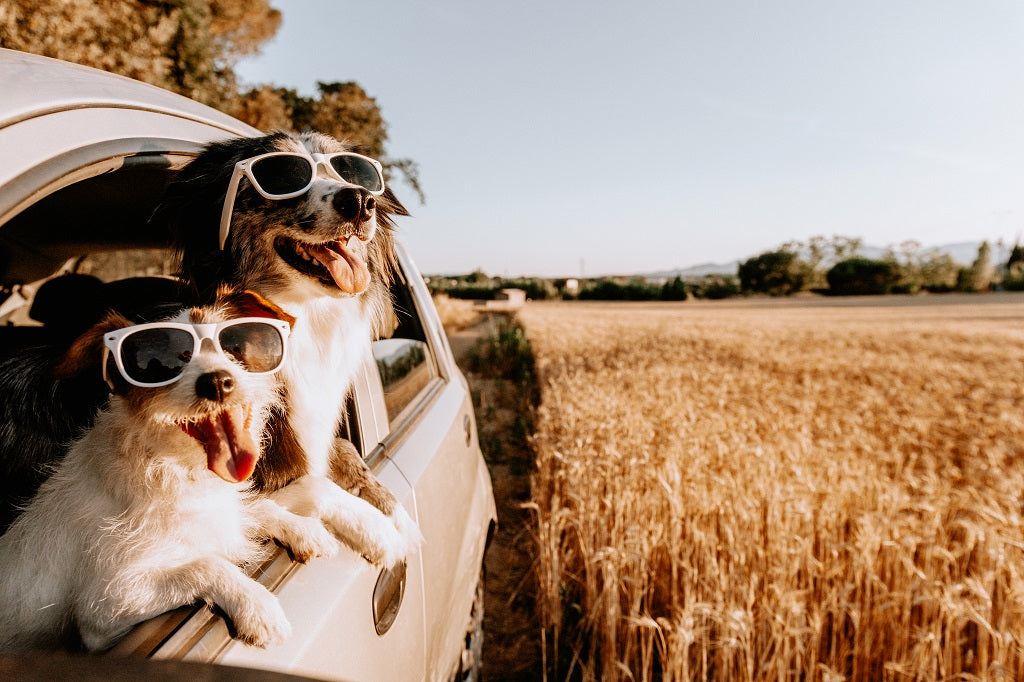 How Hot is Too Hot to Leave Dogs In Cars
