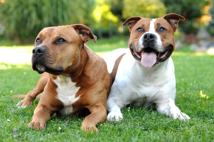 pitbull puppies
