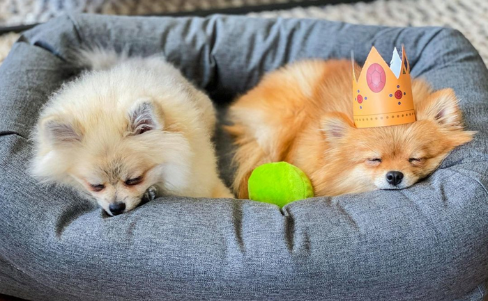 two pomeranians