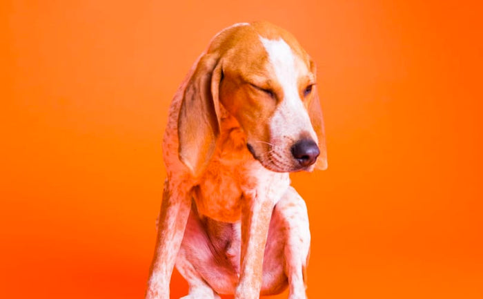 dog sneezing
