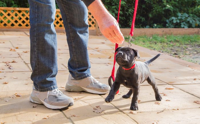 puppy getting treat