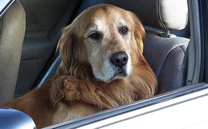 dog in car