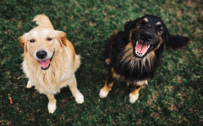 two smiling dogs