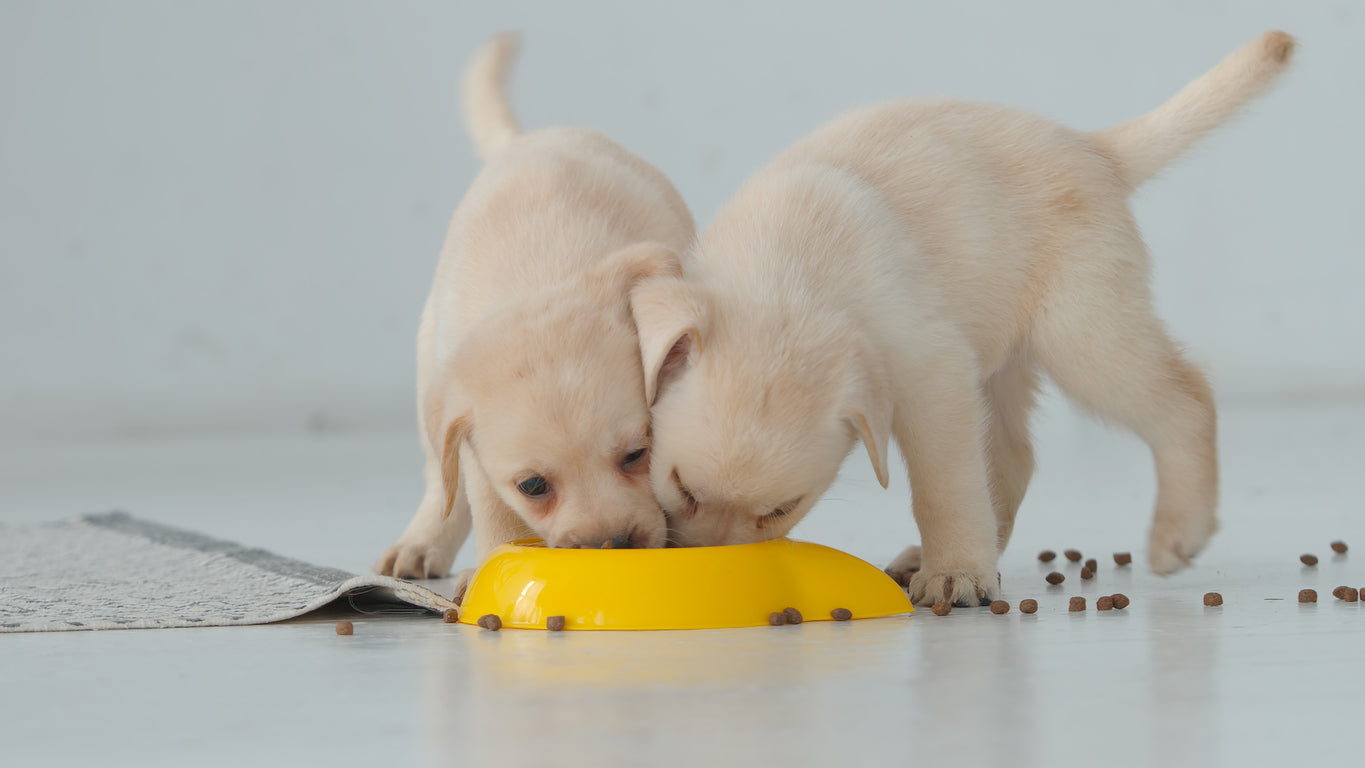 two puppies eating out of a bowl