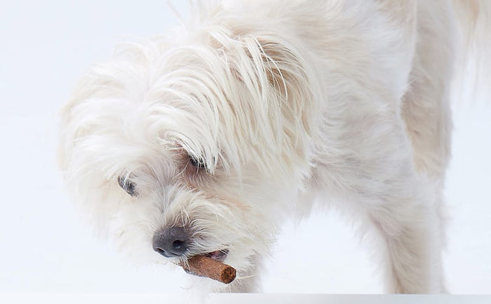 little dog eating a treat