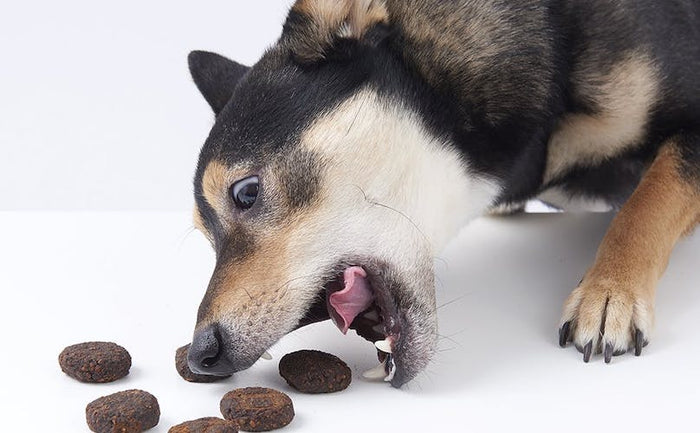 dog eating treats