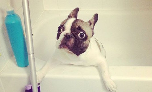 dog in tub