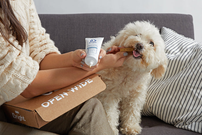 dog getting a dental chew
