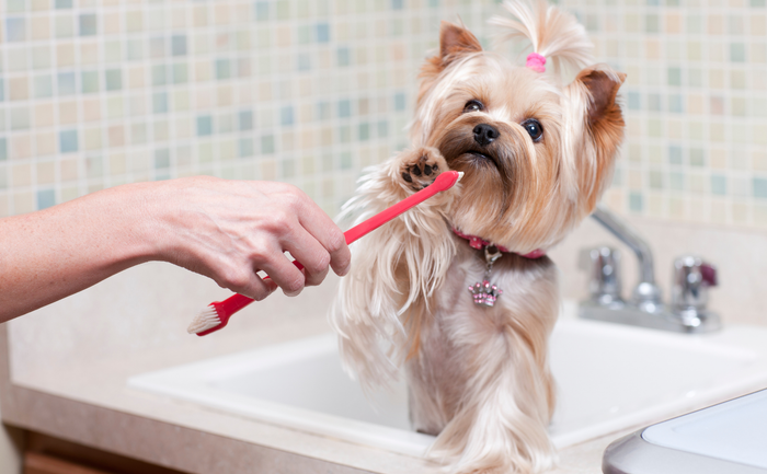 dog getting tooth brush