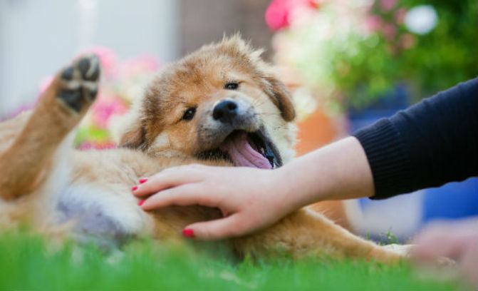 dog getting pets