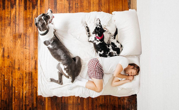 dogs on a bed