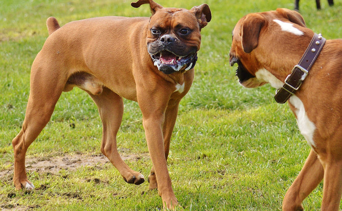 dog foaming at mouth
