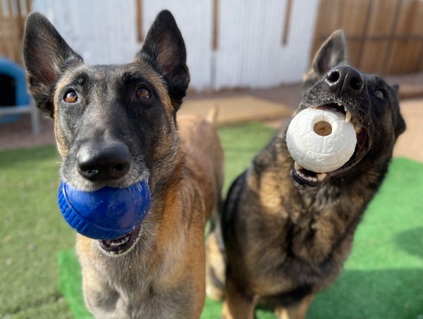 two german shepherds with balls in mouth
