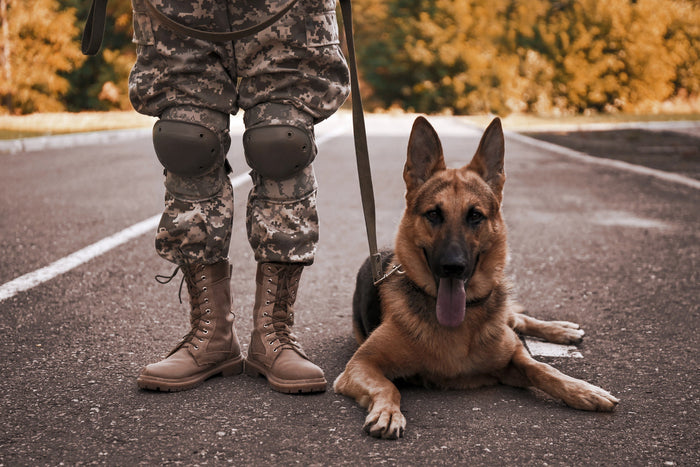 military dog 