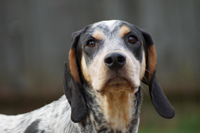 black and tan coonhound