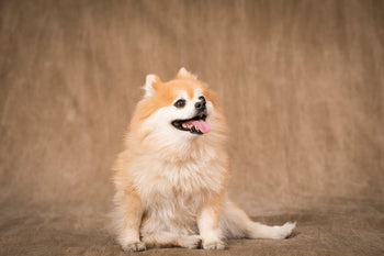 pomeranian portrait