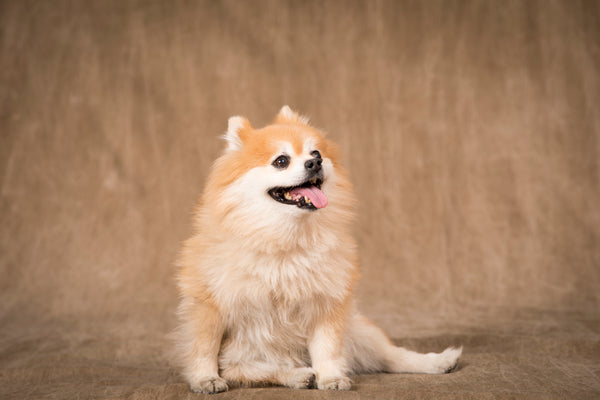 pomeranian portrait
