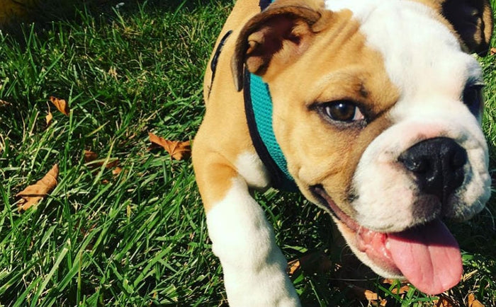 13 Dog Breeds That Demand A Lil' Extra Love And Attention