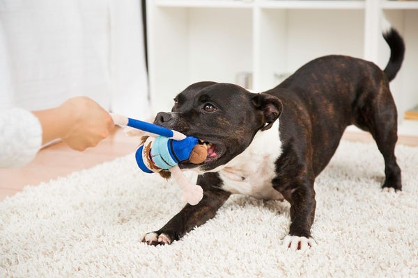black dog play bowing