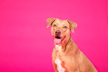 dog on pink background