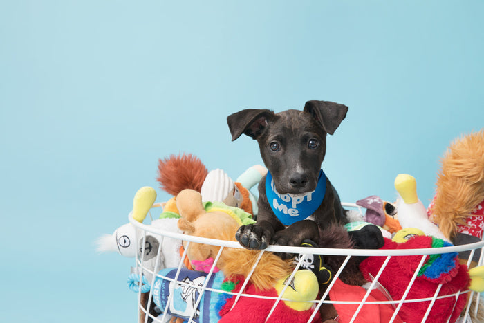 black puppy in a basket of toys