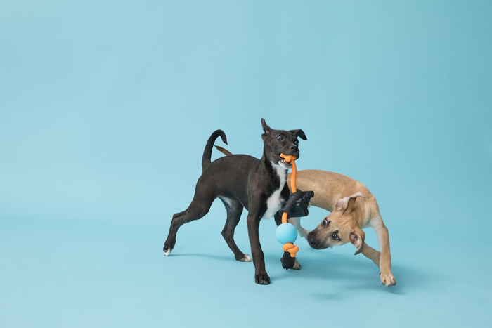 dogs playing with tug toy