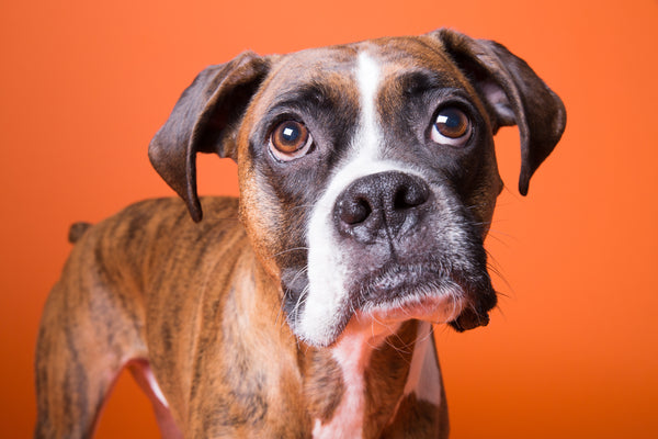 boxer dog on orange background