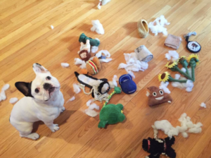 BarkShop Destroyers Club Sweepstakes Winner: Palsgraf the Pup