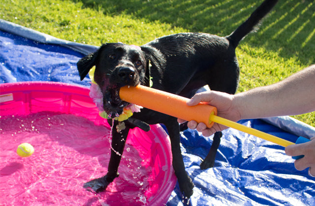 dog playing  with water outside