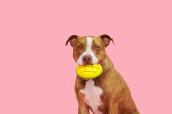 pittie with mango chew