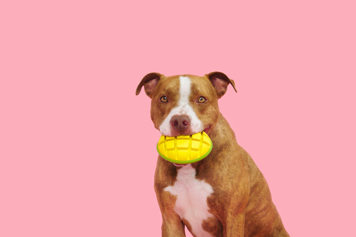 pittie with mango chew