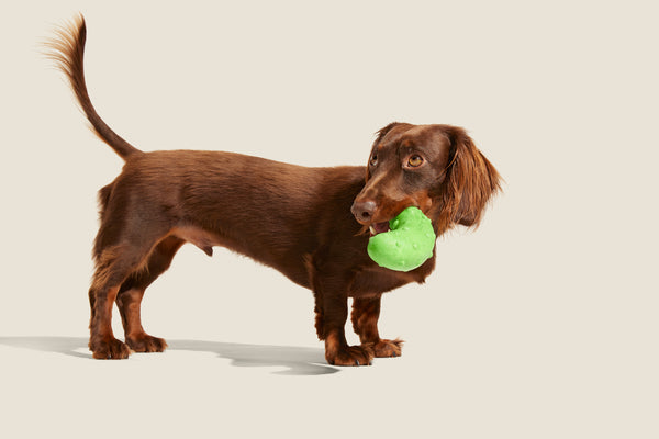daschund with toy in mouth