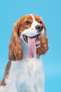 cocker spaniel smiling