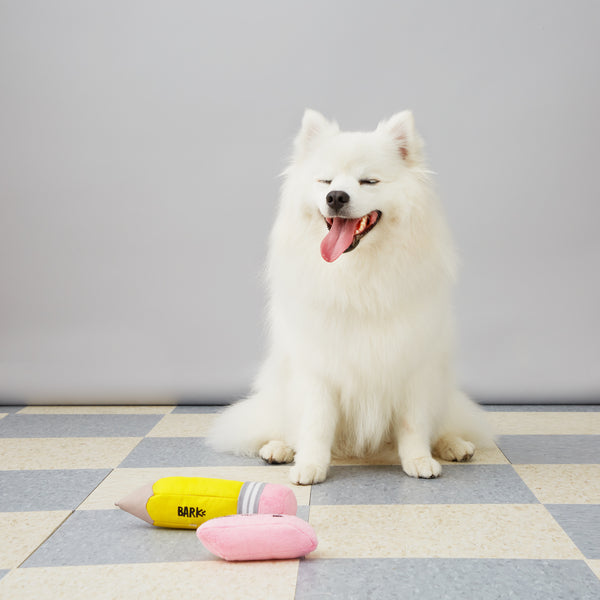 samoyed