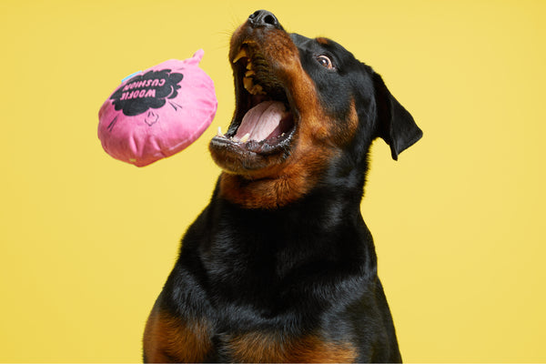 rottweiler catching a toy