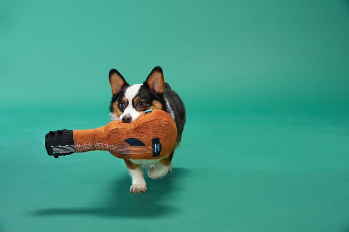 corgi with guitar dog toy