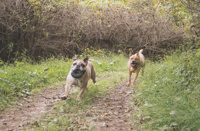 Veterans Advantage and BARK Create New Military Deal on Super Chewer